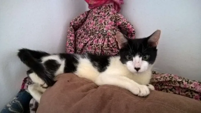 Gato ra a srd idade 2 a 6 meses nome Diego 