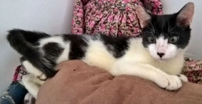 Gato ra a srd idade 2 a 6 meses nome Diego 