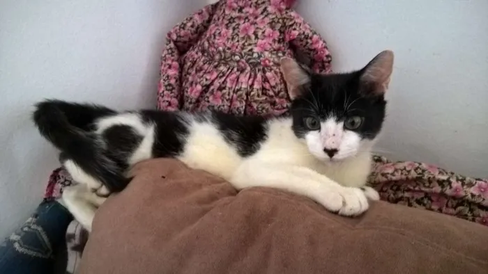 Gato ra a srd idade 2 a 6 meses nome Diego 