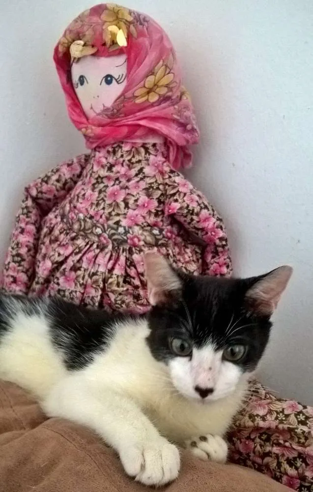 Gato ra a srd idade 2 a 6 meses nome Diego 