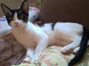 Gato raça srd idade 2 a 6 meses nome mixirica