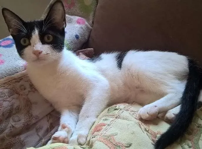 Gato ra a srd idade 2 a 6 meses nome mixirica