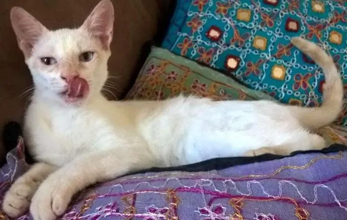 Gato ra a srd idade 2 a 6 meses nome mirtilo