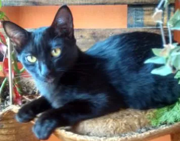 Gato ra a Mista idade 2 a 6 meses nome Nina