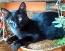 Gato raça Mista idade 2 a 6 meses nome Nina