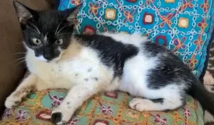 Gato raça srd idade 2 a 6 meses nome Carmen