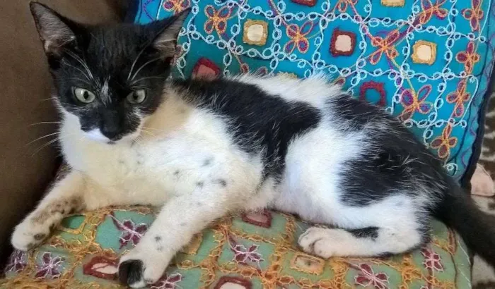 Gato ra a srd idade 2 a 6 meses nome Carmen