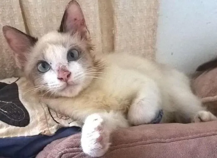 Gato ra a srd idade 2 a 6 meses nome Julinho