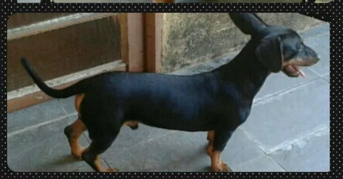 Cachorro raça BASSET idade 7 a 11 meses nome MIKE