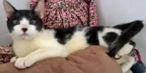 Gato raça srd idade 2 a 6 meses nome Diego 