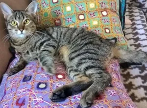Gato raça srd idade 2 a 6 meses nome Marie