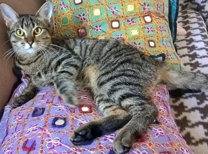 Gato ra a srd idade 2 a 6 meses nome Marie