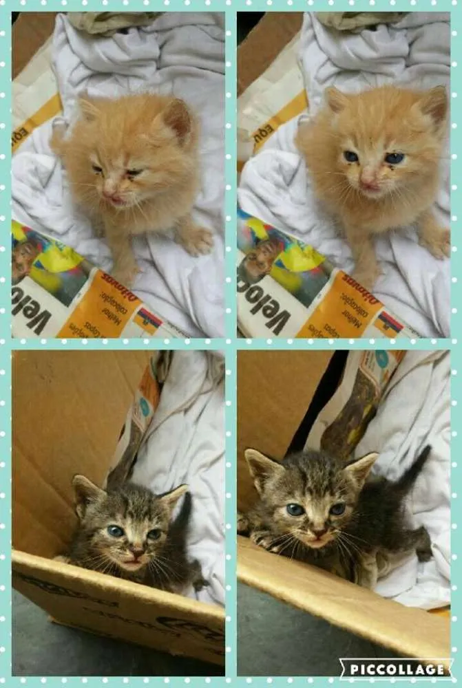 Gato ra a vira lata idade Abaixo de 2 meses nome mr x