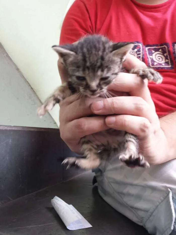 Gato ra a vira lata idade Abaixo de 2 meses nome mr x