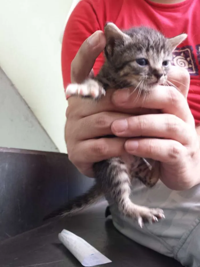 Gato ra a vira lata idade Abaixo de 2 meses nome mr x