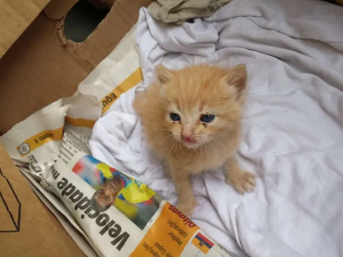Gato ra a vira lata idade Abaixo de 2 meses nome mr x