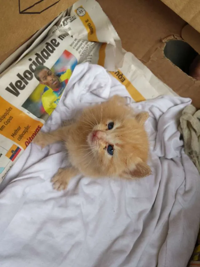 Gato ra a vira lata idade Abaixo de 2 meses nome mr x