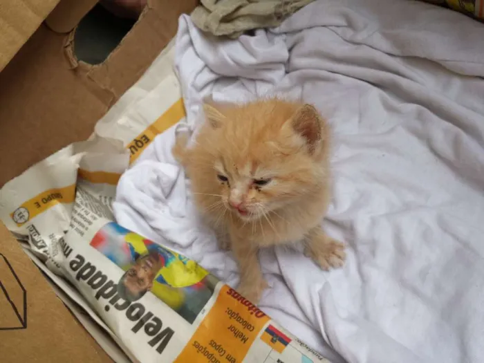 Gato ra a vira lata idade Abaixo de 2 meses nome mr x