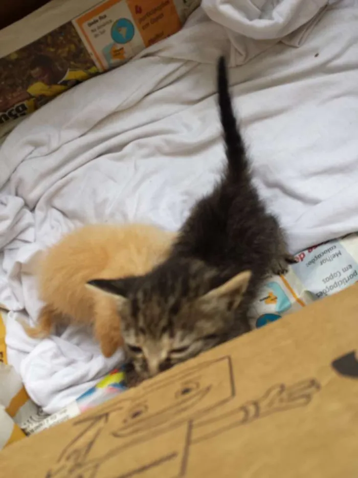 Gato ra a vira lata idade Abaixo de 2 meses nome mr x