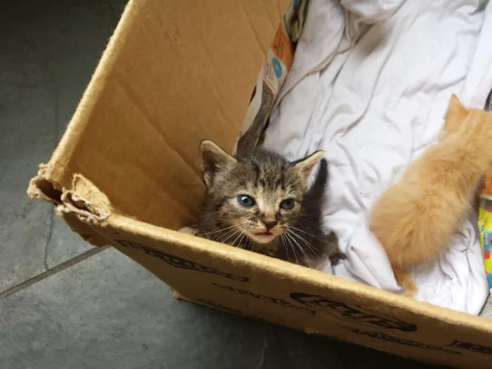 Gato ra a vira lata idade Abaixo de 2 meses nome mr x