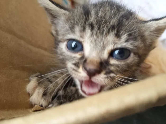 Gato ra a vira lata idade Abaixo de 2 meses nome mr x