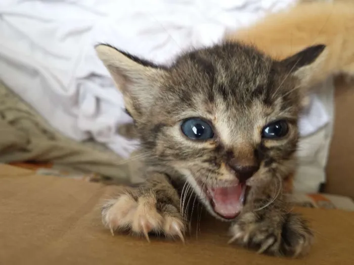Gato ra a vira lata idade Abaixo de 2 meses nome mr x