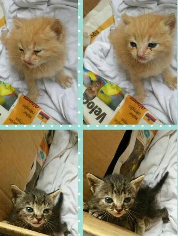 Gato ra a vira lata idade Abaixo de 2 meses nome mr x