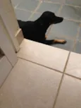 Cachorro
