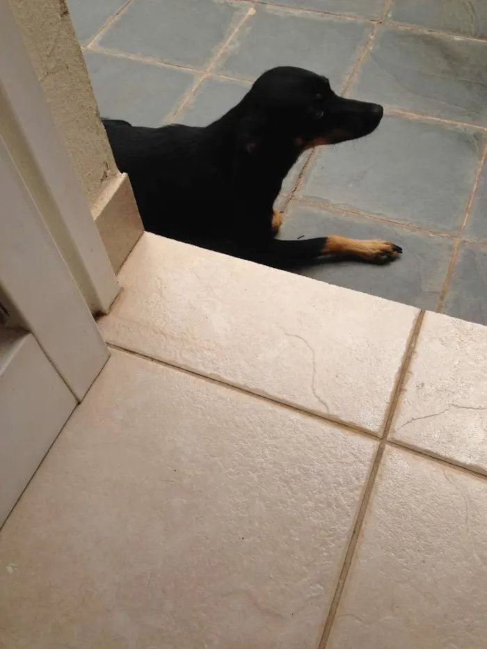 Cachorro ra a SRD idade 2 anos nome Cachorro