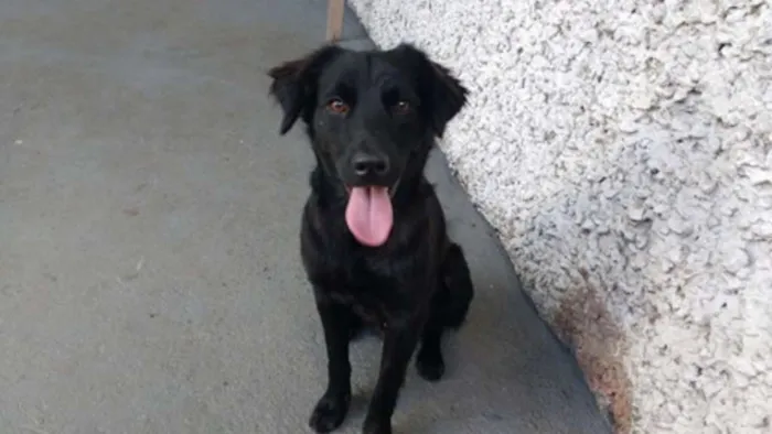 Cachorro ra a SRD idade 1 ano nome PIERRE