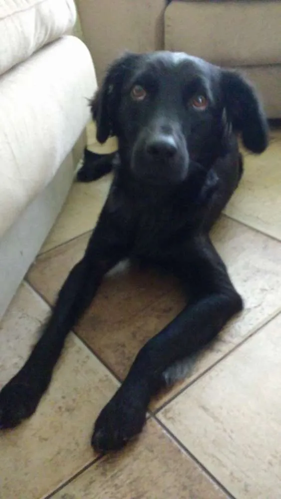 Cachorro ra a SRD idade 1 ano nome PIERRE