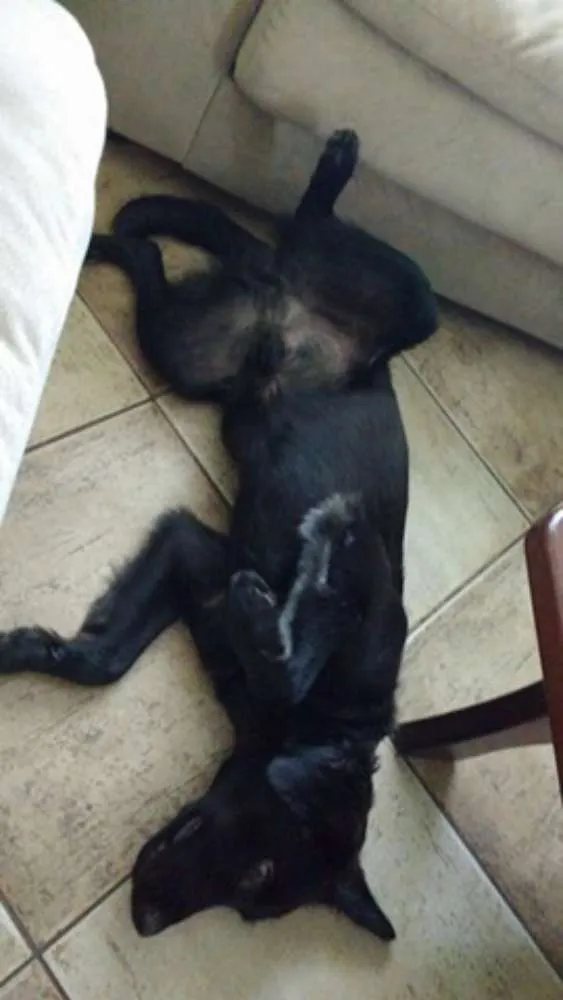 Cachorro ra a SRD idade 1 ano nome PIERRE