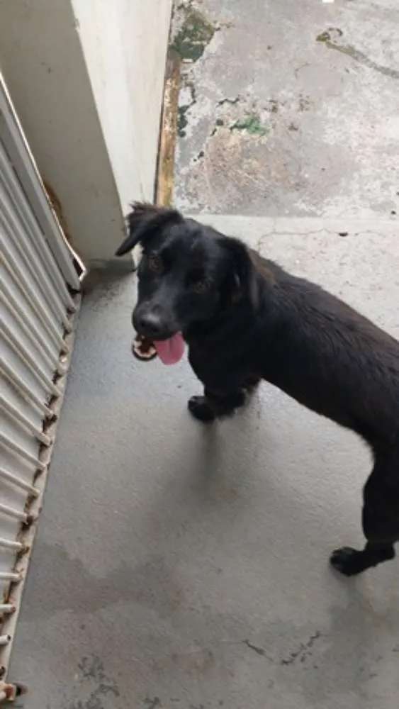 Cachorro ra a SRD idade 1 ano nome PIERRE