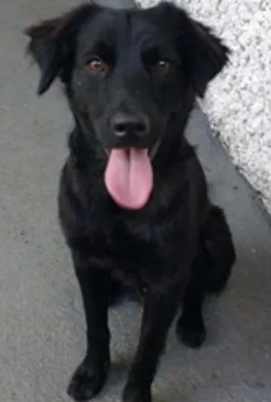 Cachorro raça SRD idade 1 ano nome PIERRE