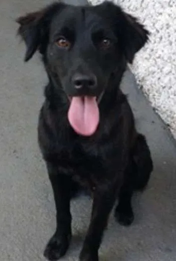Cachorro ra a SRD idade 1 ano nome PIERRE