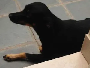 Cachorro raça SRD idade 2 anos nome Cachorro