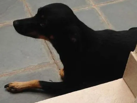 Cachorro ra a SRD idade 2 anos nome Cachorro