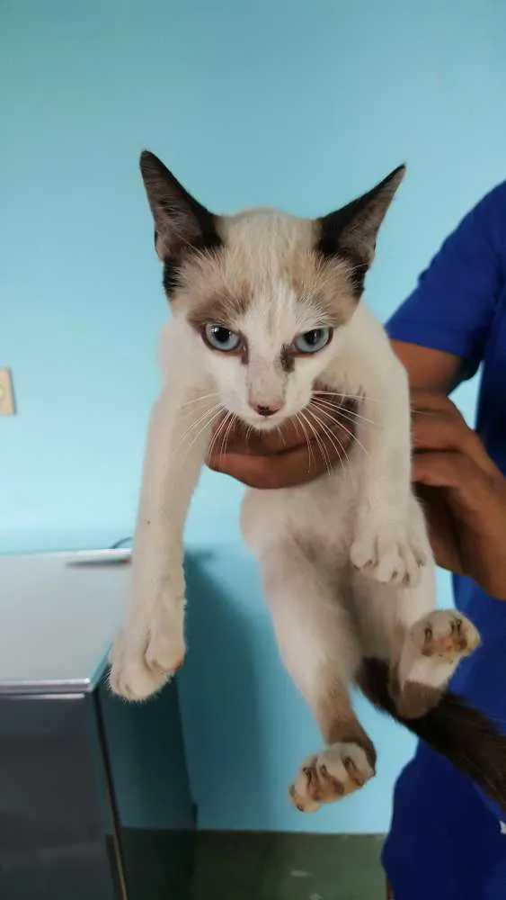 Gato ra a indefinida idade 2 a 6 meses nome sem nome
