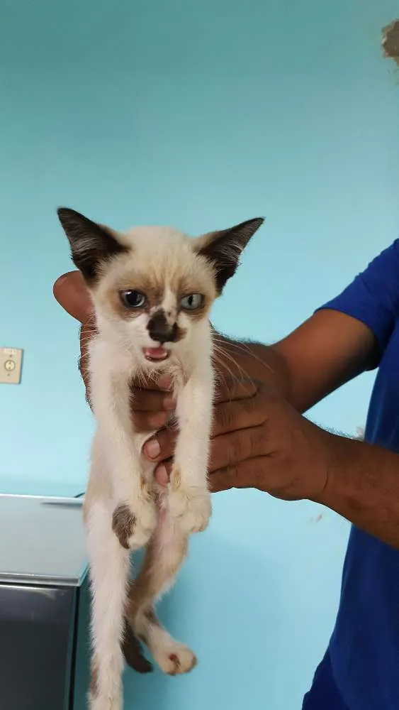 Gato ra a indefinida idade 2 a 6 meses nome sem nome