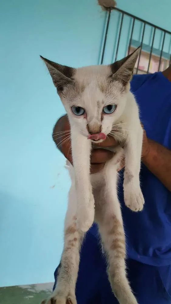 Gato ra a indefinida idade 2 a 6 meses nome sem nome