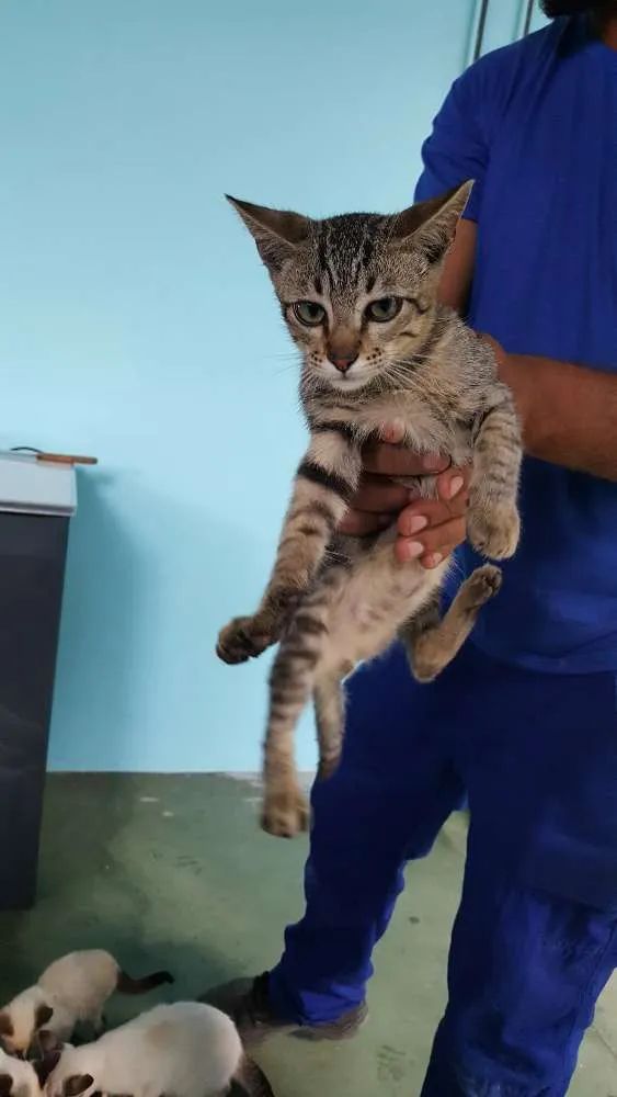 Gato ra a indefinida idade 2 a 6 meses nome sem nome