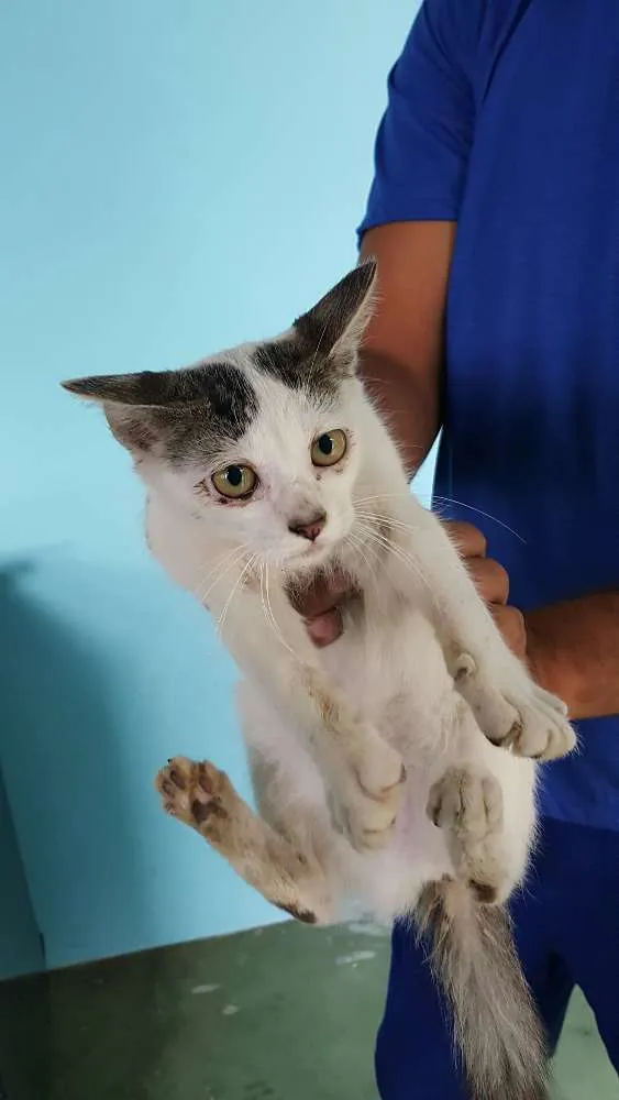 Gato ra a indefinida idade 2 a 6 meses nome sem nome