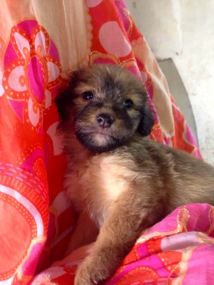 Cachorro ra a SRD idade Abaixo de 2 meses nome Melissa