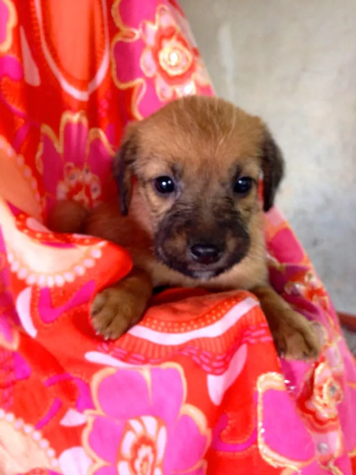 Cachorro ra a SRD idade Abaixo de 2 meses nome Rosa