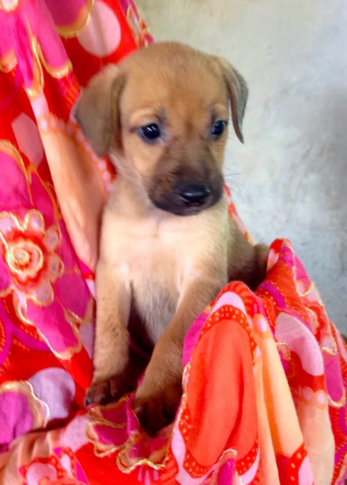 Cachorro ra a SRD idade Abaixo de 2 meses nome Hortelã
