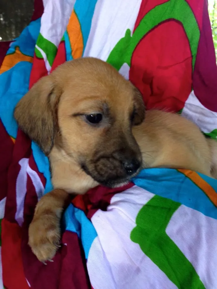 Cachorro ra a SRD idade Abaixo de 2 meses nome Cenoura