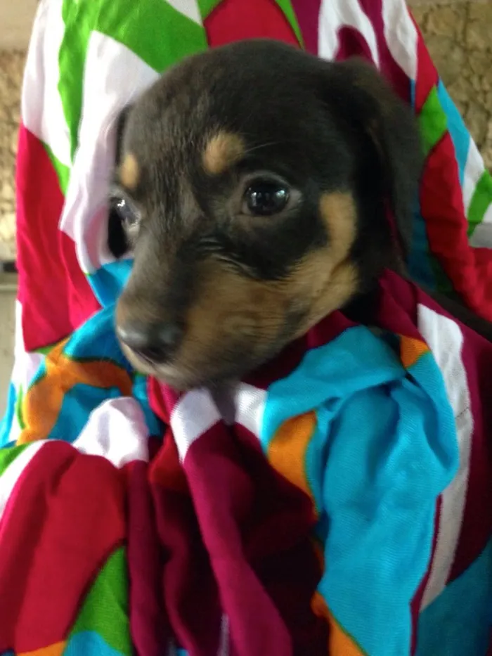 Cachorro ra a SRD idade  nome Pimenta