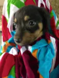Pimenta