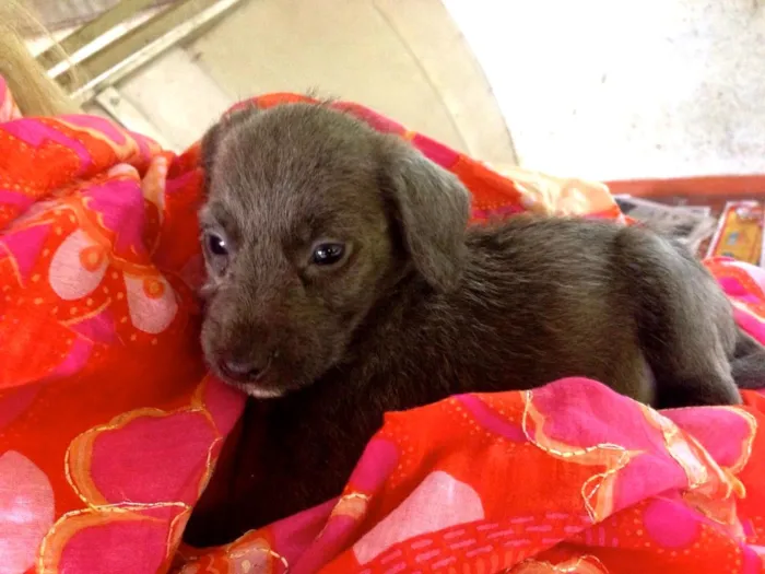 Cachorro ra a SRD idade Abaixo de 2 meses nome Hortência