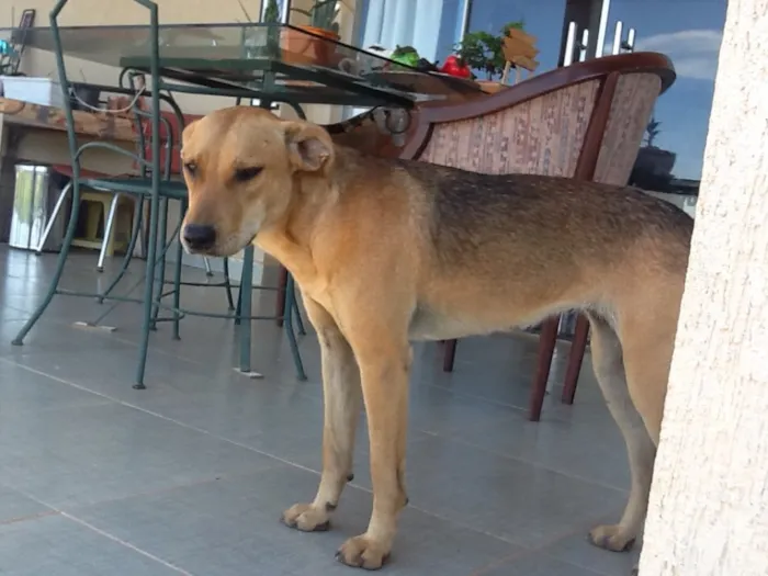 Cachorro ra a SRD idade 1 ano nome Lulu